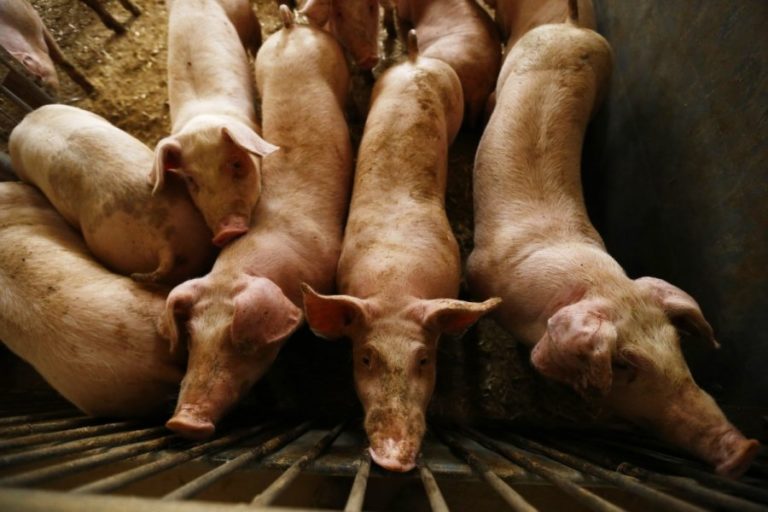 Живець свиней лише за тиждень подешевшав більш як на 10%