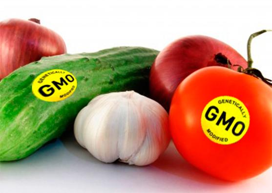 GMO vegetable