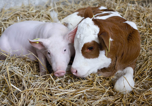 cow&pig