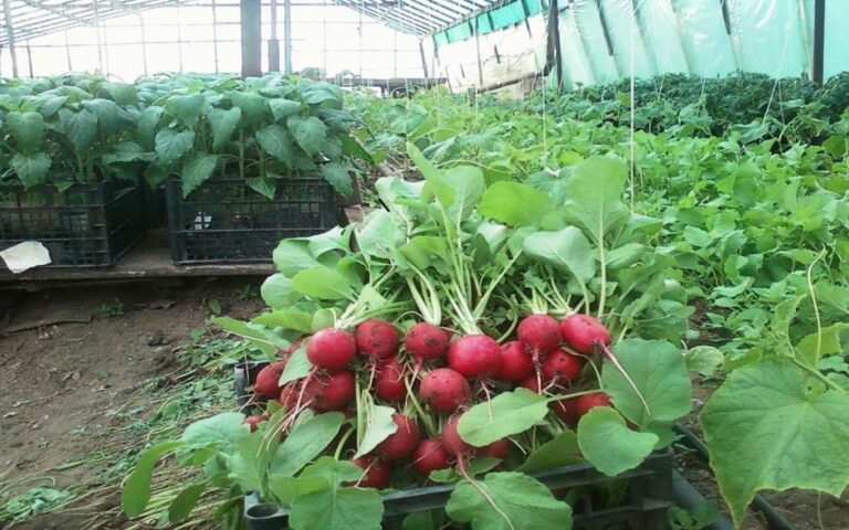 Ще 10 агрогосподарств отримали 45 млн. гривень грантів на сади і теплиці