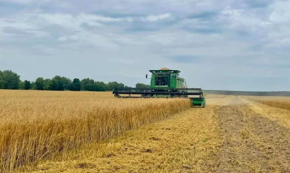zhnyva oats Agricom